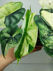 Alocasia Dragon Scale Variegata