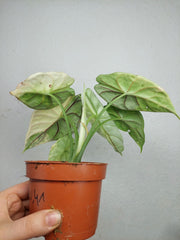 Alocasia Dragon Scale Variegata
