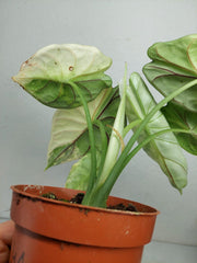 Alocasia Dragon Scale Variegata