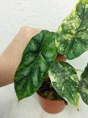 Alocasia Dragon Scale Variegata