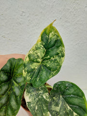 Alocasia Dragon Scale Variegata