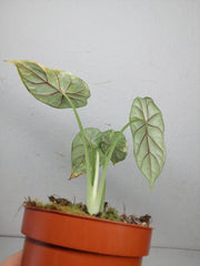 Alocasia Dragon Scale Variegata