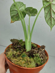 Alocasia Dragon Scale Variegata