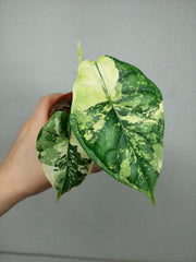 Alocasia Dragon Scale Variegata