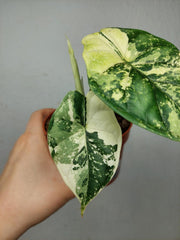 Alocasia Dragon Scale Variegata