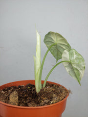 Alocasia Dragon Scale Variegata