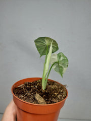 Alocasia Dragon Scale Variegata