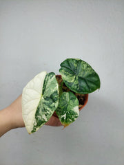 Alocasia Dragon Scale Variegata