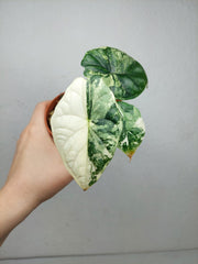 Alocasia Dragon Scale Variegata