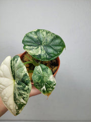 Alocasia Dragon Scale Variegata