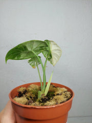 Alocasia Dragon Scale Variegata