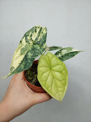 Alocasia Dragon Scale Variegata