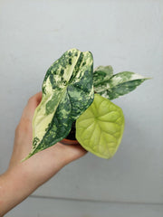Alocasia Dragon Scale Variegata
