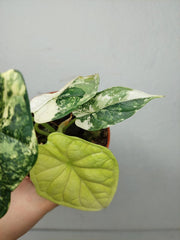Alocasia Dragon Scale Variegata