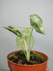 Alocasia Dragon Scale Variegata