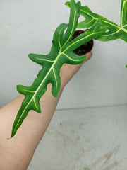 Alocasia Portei Aurea
