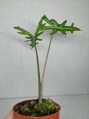 Alocasia Portei Aurea