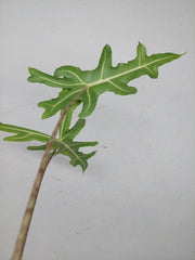 Alocasia Portei Aurea
