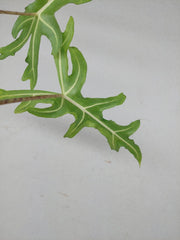 Alocasia Portei Aurea