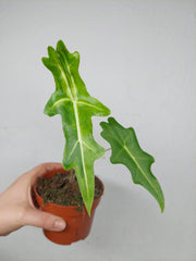 Alocasia Portei Aurea