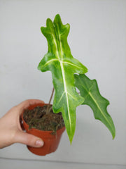 Alocasia Portei Aurea