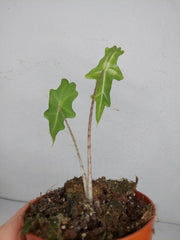 Alocasia Portei Aurea