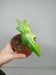 Alocasia Portei Aurea