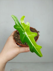 Alocasia Portei Aurea