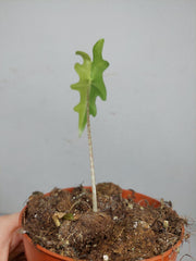 Alocasia Portei Aurea