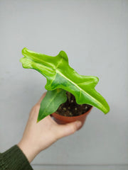 Alocasia Portei Aurea