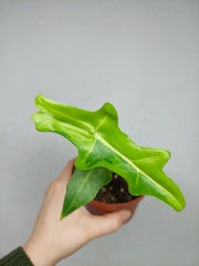 Alocasia Portei Aurea