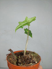 Alocasia Portei Aurea