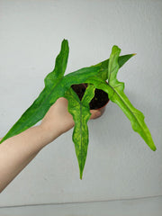 Alocasia Sabrina Aurea Variegata