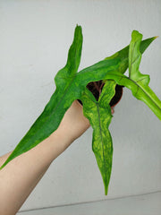 Alocasia Sabrina Aurea Variegata