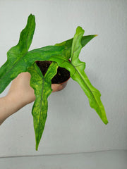 Alocasia Sabrina Aurea Variegata