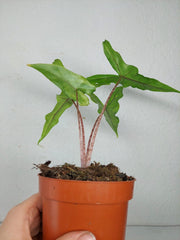 Alocasia Sabrina Aurea Variegata