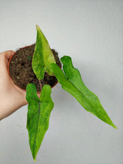 Alocasia Sabrina Aurea Variegata