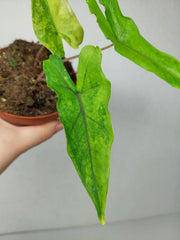Alocasia Sabrina Aurea Variegata