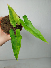 Alocasia Sabrina Aurea Variegata