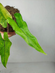 Alocasia Sabrina Aurea Variegata