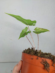 Alocasia Sabrina Aurea Variegata