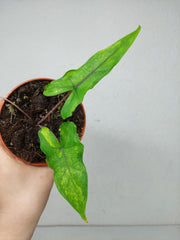 Alocasia Sabrina Aurea Variegata