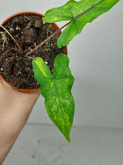 Alocasia Sabrina Aurea Variegata