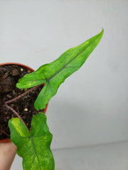 Alocasia Sabrina Aurea Variegata