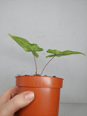 Alocasia Sabrina Aurea Variegata