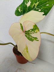 Philodendron Gloriosum Tricolor