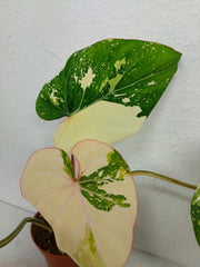 Philodendron Gloriosum Tricolor