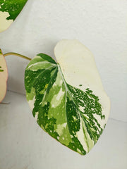Philodendron Gloriosum Tricolor
