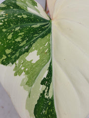 Philodendron Gloriosum Tricolor