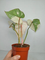 Philodendron Gloriosum Tricolor